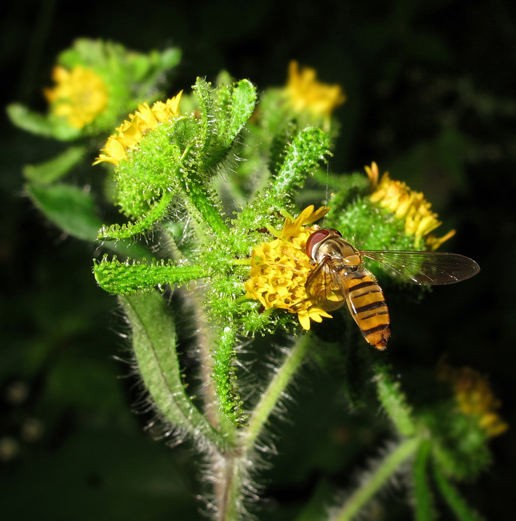 Image of Sigesbeckia orientalis specimen.