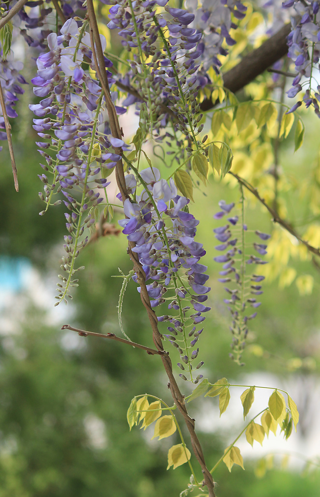 Image of Wisteria sinensis specimen.