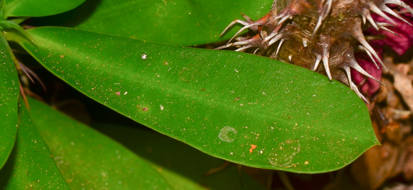 Image of Euphorbia splendens specimen.