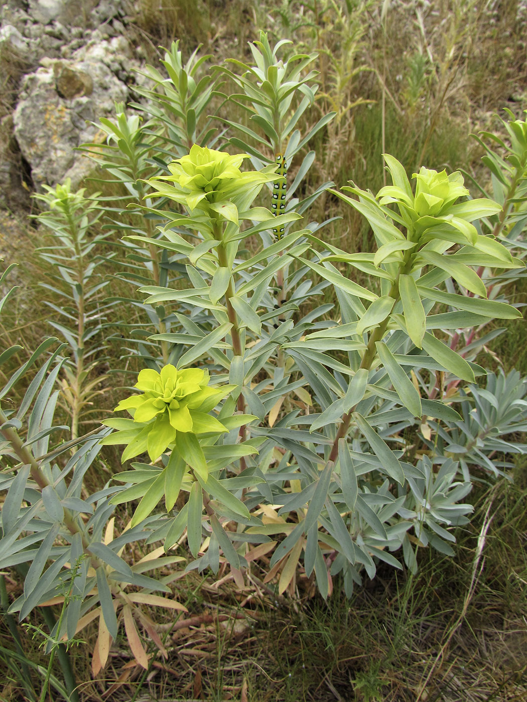 Image of genus Euphorbia specimen.