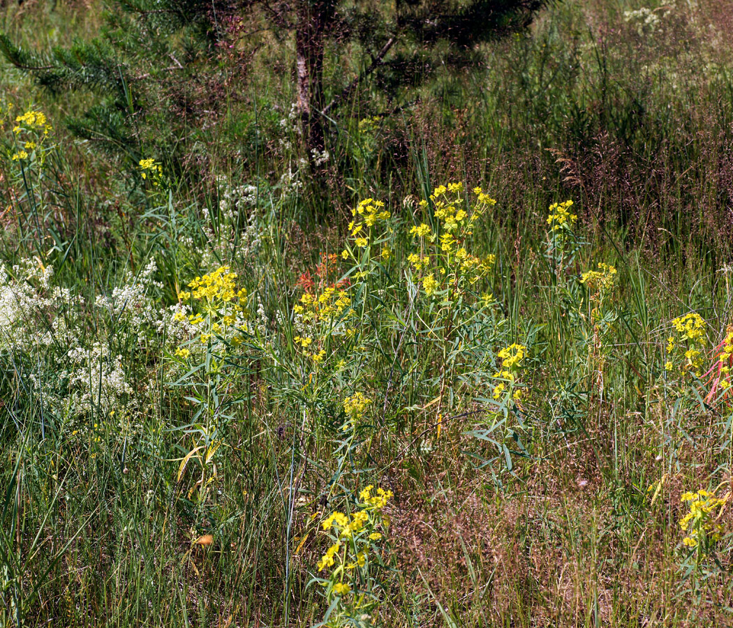 Image of Euphorbia esula specimen.