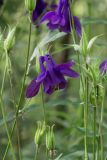 Aquilegia vulgaris. Верхняя часть цветущего и плодоносящего растения с гнездом пенницы. Свердловская обл., окр. г. Заречный, край Черемшанского болота, на берегу реки Камышенки. 24.06.2016.