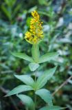 Lysimachia vulgaris. Верхушка цветущего растения. Пермский край, г. Пермь, Кировский р-н, окраина суходольного разнотравного луга, вдоль березового колка. 17.07.2016.