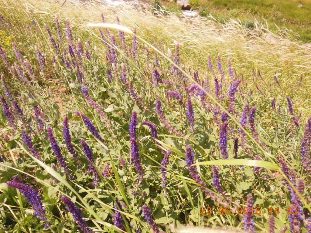 Изображение особи Salvia tesquicola.