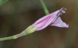 Convolvulus dorycnium