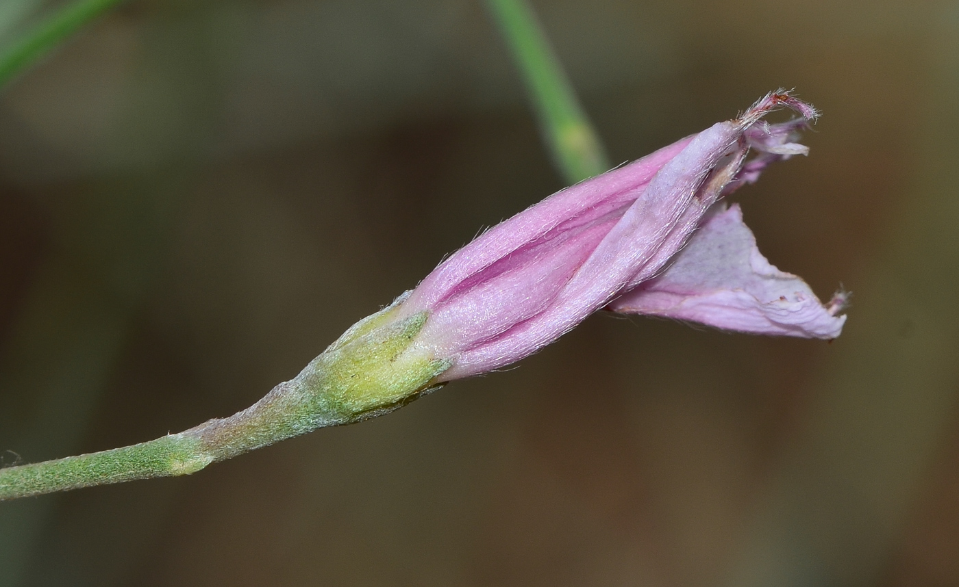 Изображение особи Convolvulus dorycnium.