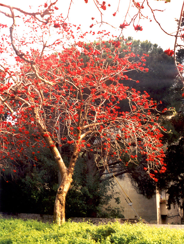 Image of genus Erythrina specimen.