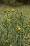 Hieracium umbellatum. Верхушки цветущих побегов. Свердловская обл., окр. г. Заречный, край Черемшанского болота, на поляне в смешанном сосново-берёзовом лесу. 11.09.2016.