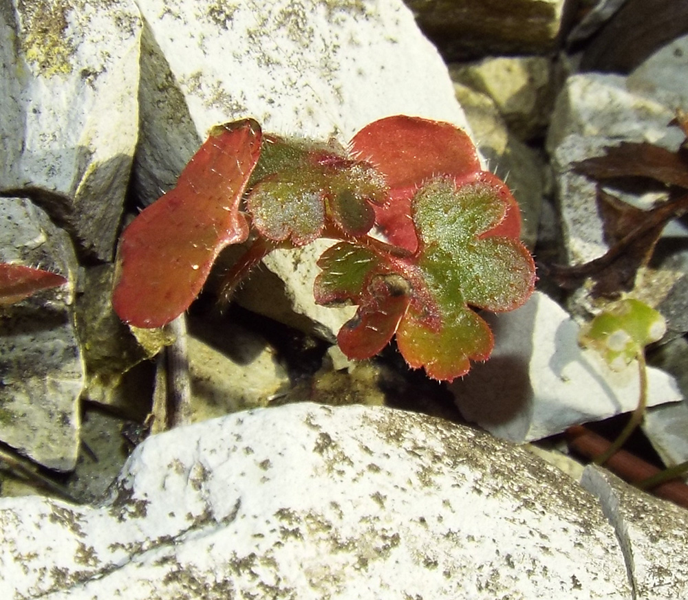 Image of Geranium lucidum specimen.