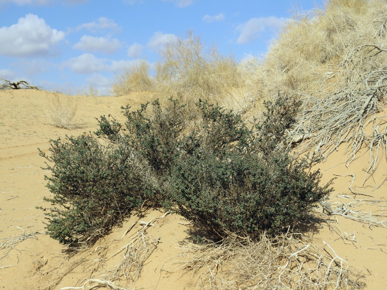 Image of Suaeda vermiculata specimen.