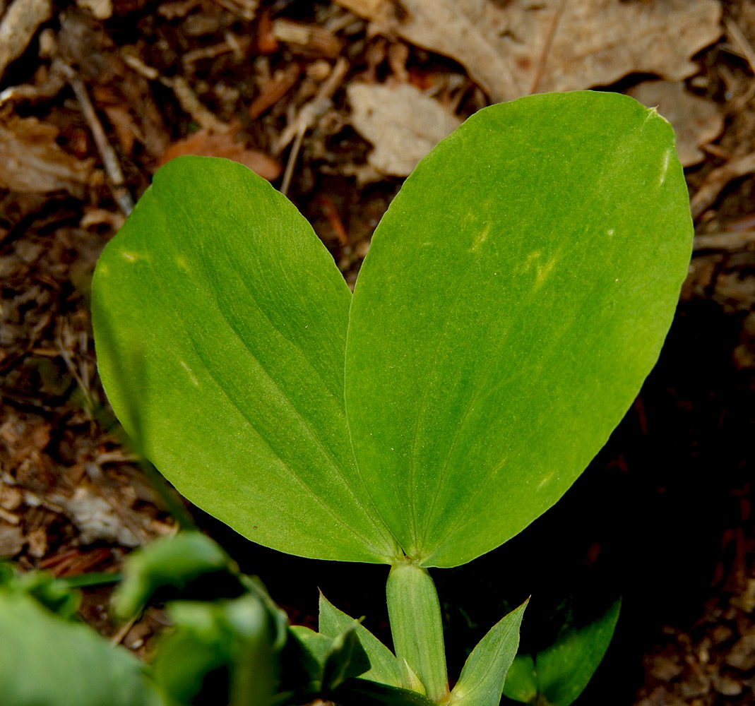 Изображение особи Lathyrus miniatus.