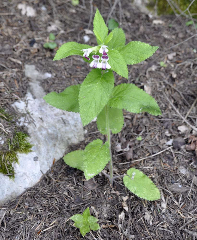 Image of Melittis melissophyllum ssp. albida specimen.