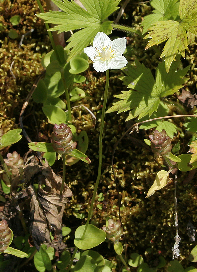 Image of Parnassia palustris specimen.