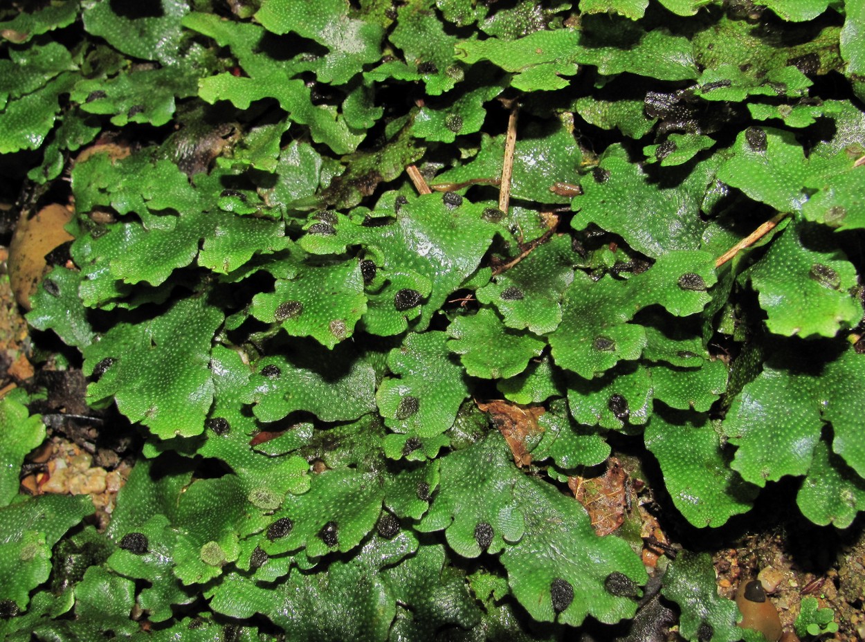 Image of Conocephalum conicum specimen.