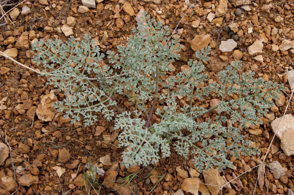 Image of Ferula szowitsiana specimen.