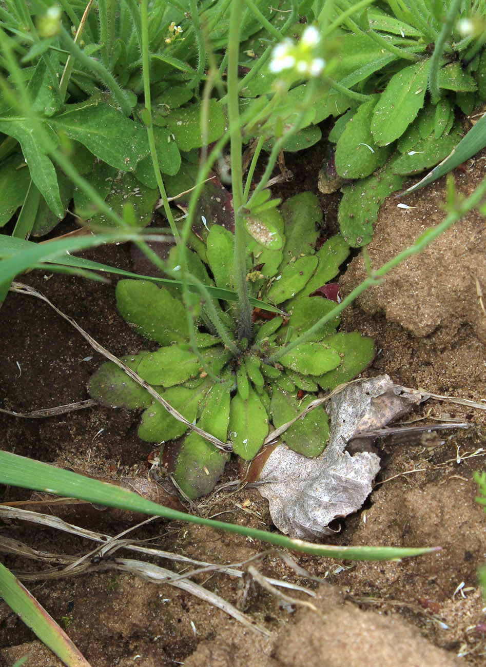 Image of Arabidopsis thaliana specimen.