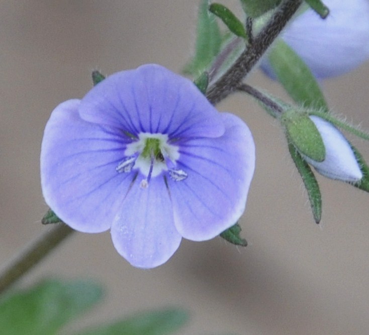 Image of Veronica chamaedryoides specimen.