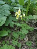 Corydalis bracteata