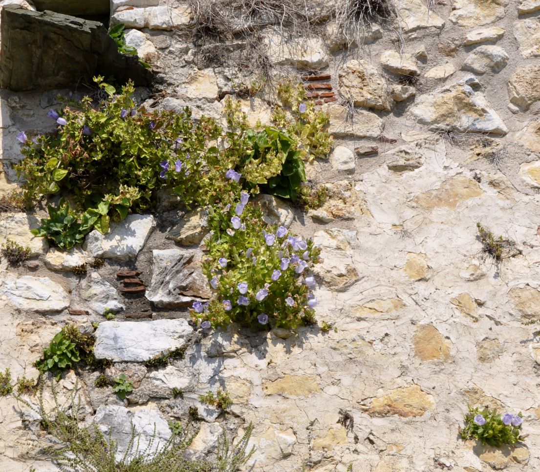 Image of Campanula incurva specimen.