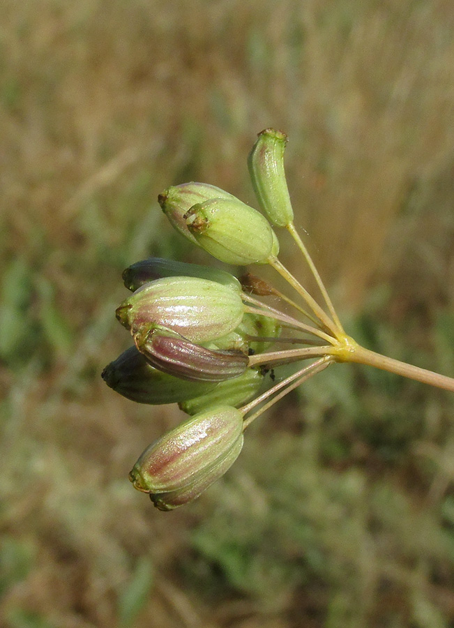 Изображение особи Ferula caspica.