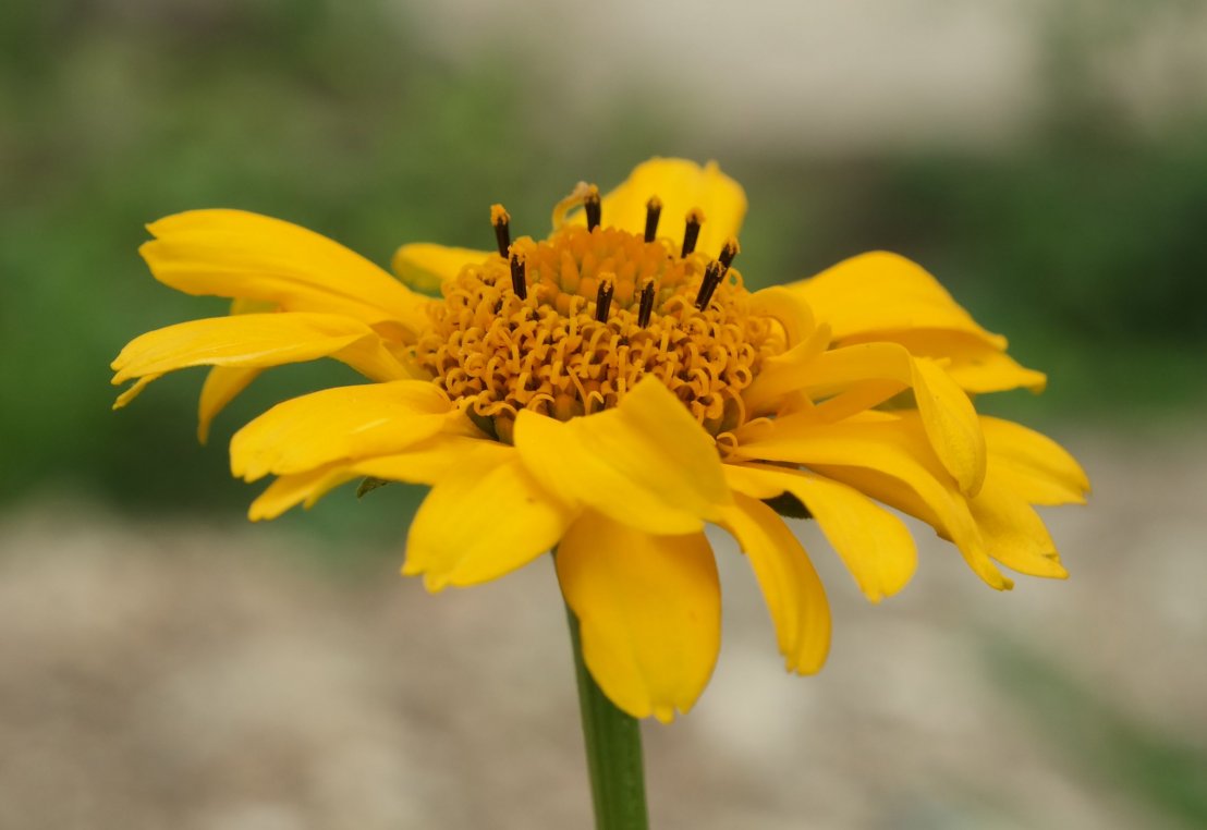 Image of Heliopsis helianthoides specimen.