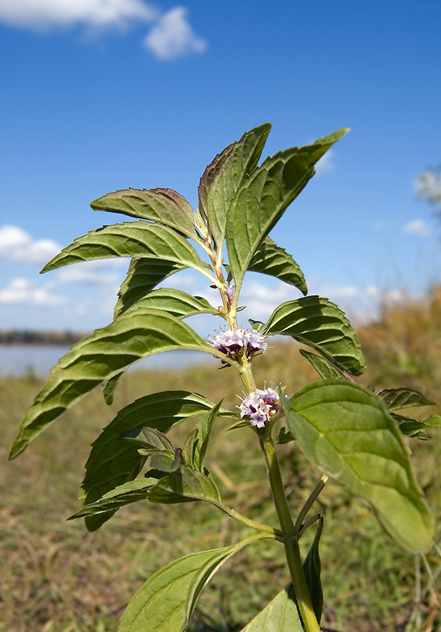 Image of Mentha arvensis specimen.