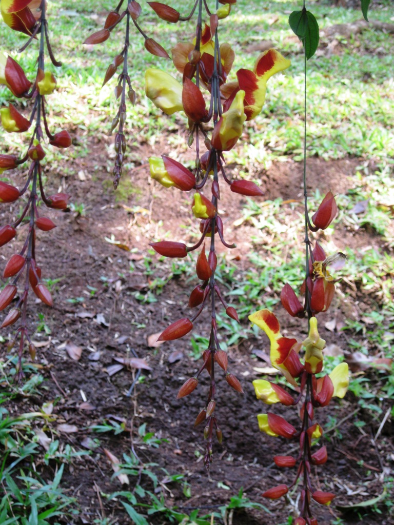 Image of Thunbergia mysorensis specimen.