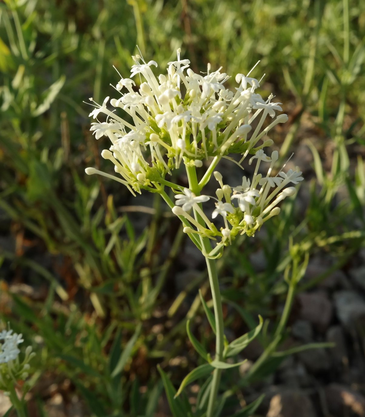 Изображение особи Centranthus ruber.