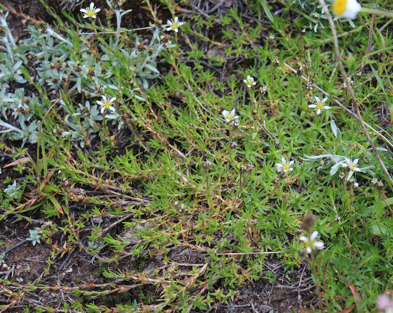 Image of Minuartia aizoides specimen.