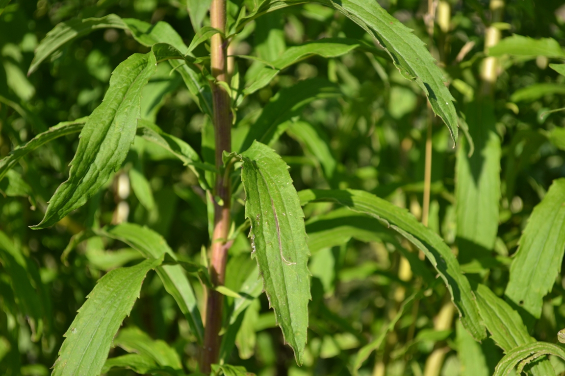 Изображение особи Solidago canadensis.