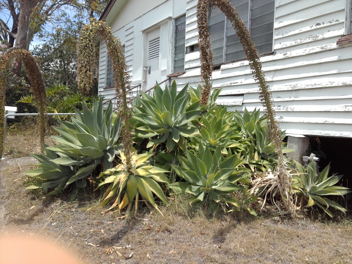 Image of Agave attenuata specimen.