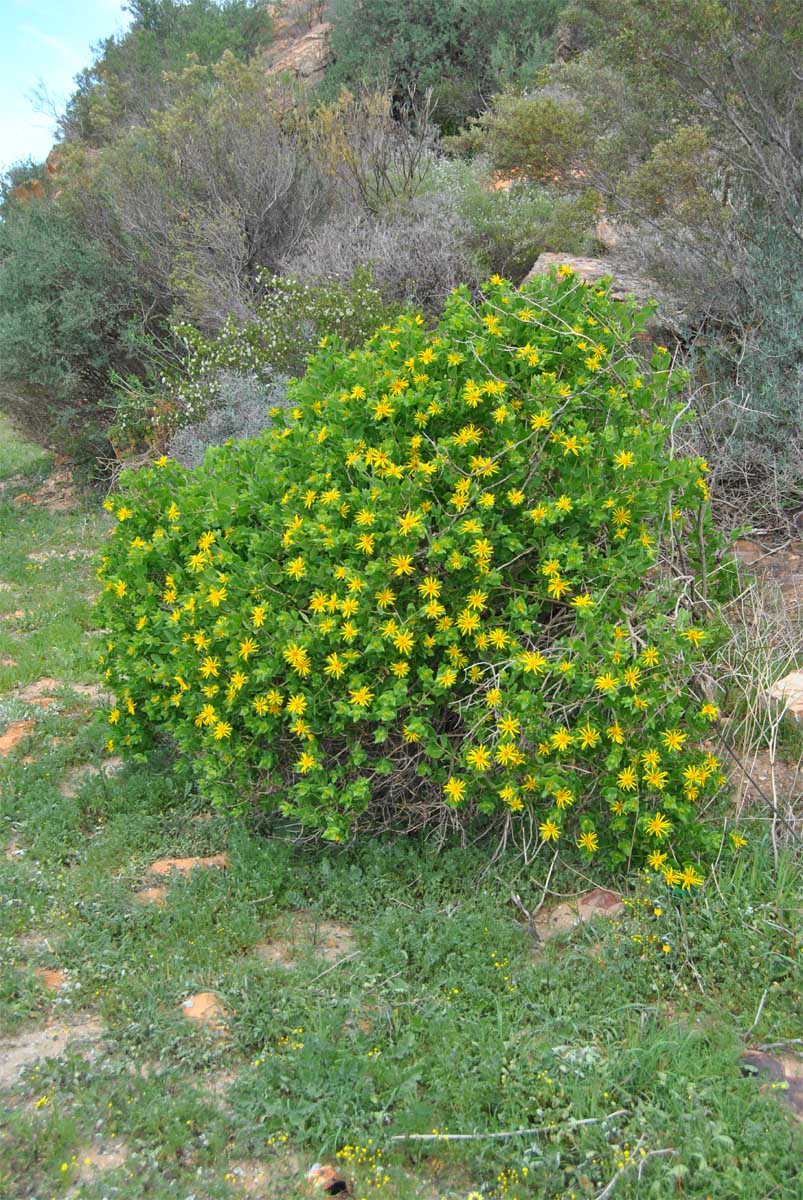 Image of Didelta spinosa specimen.