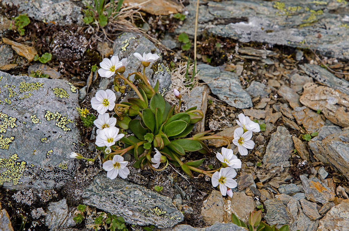 Изображение особи Claytonia joanneana.