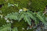 Polypodium vulgare. Спороносящие растения. Кабардино-Балкария, Приэльбрусье, склон горы рядом с руч. Курмычи, еловый лес. 23.08.2008.