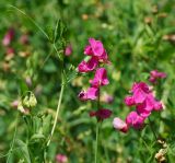 Lathyrus tuberosus. Соцветия. Восточный Казахстан, г. Усть-Каменогорск, правый берег р. Иртыш, склон грунтовой дороги. 04.07.2017.