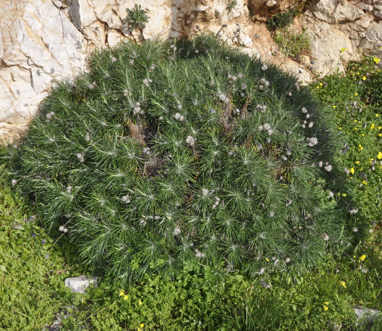 Изображение особи Ptilostemon chamaepeuce.