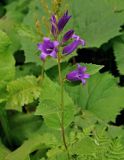 Campanula latifolia