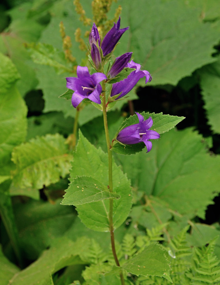 Image of Campanula latifolia specimen.