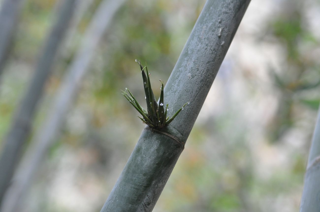 Image of genus Bambusa specimen.