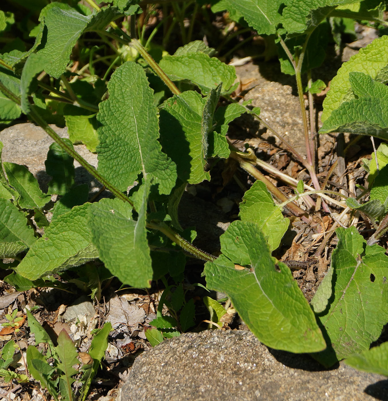 Image of Salvia verticillata specimen.