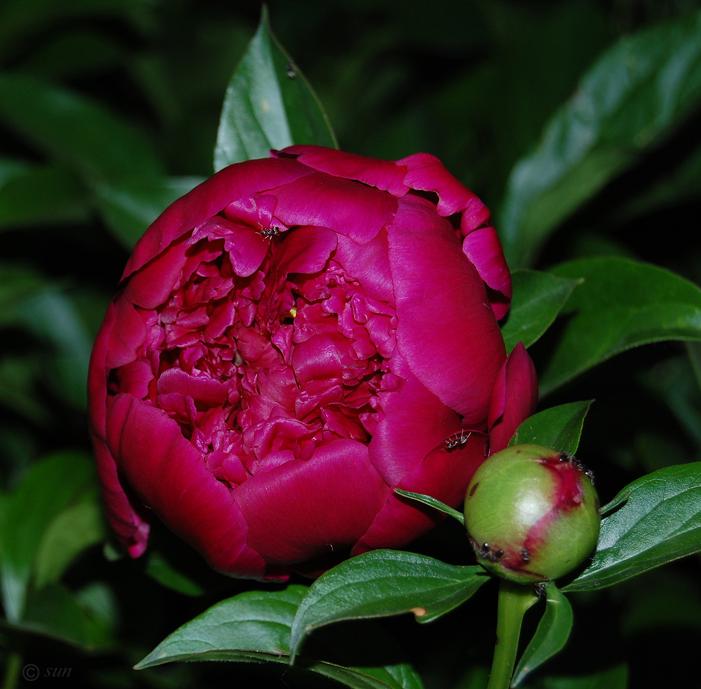 Image of Paeonia lactiflora specimen.