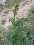 род Verbascum