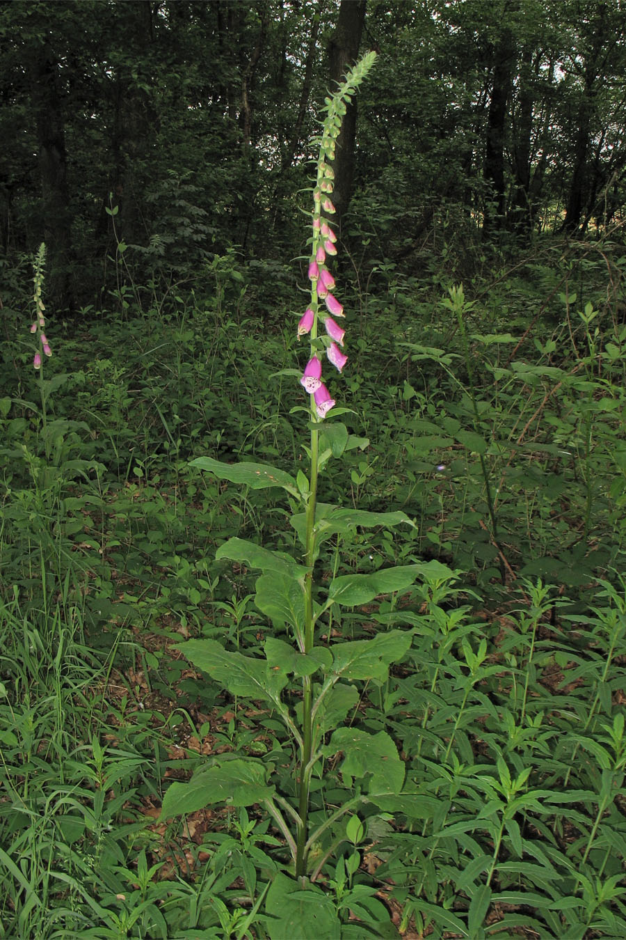 Image of Digitalis purpurea specimen.