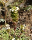 genus Euphrasia. Соцветие. Кабардино-Балкария, верховья р. Малка, урочище Джилы-Су, ≈ 2400 м н.у.м. 09.09.2018.