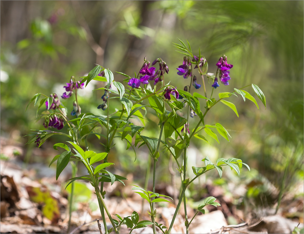 Image of Lathyrus vernus specimen.