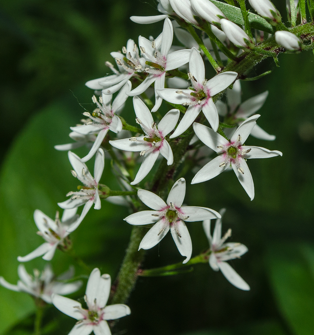 Image of Lysimachia clethroides specimen.