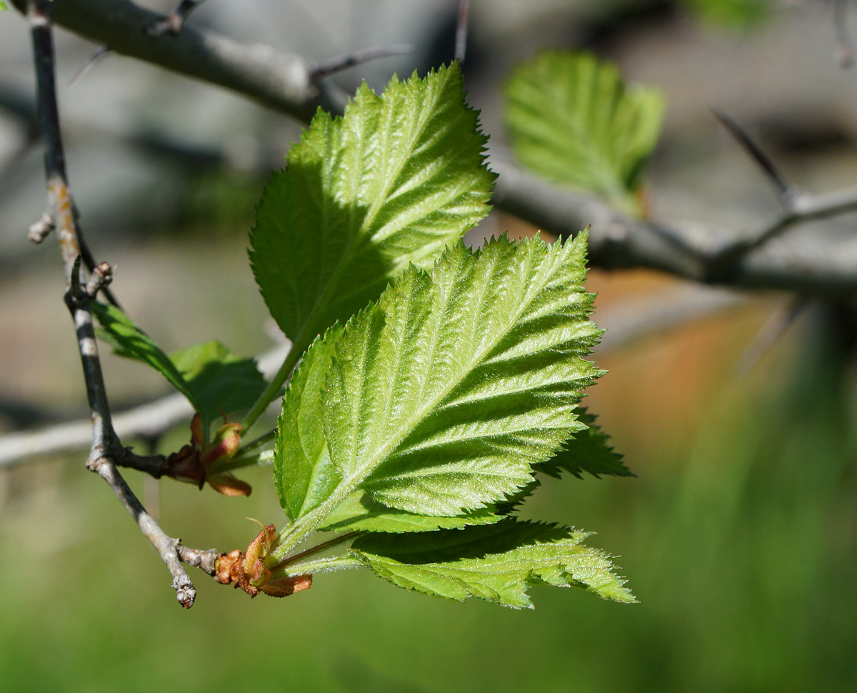 Image of Crataegus submollis specimen.