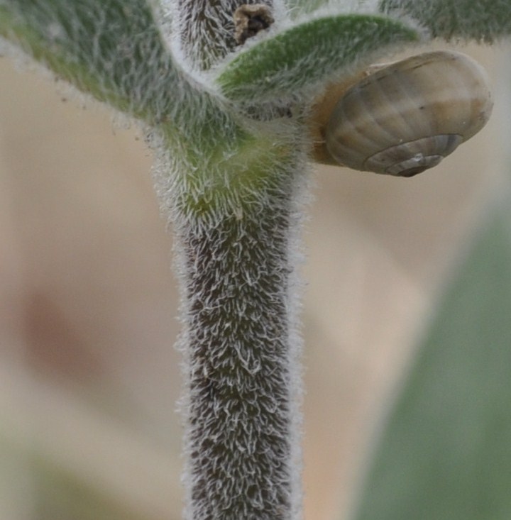 Image of Silene exaltata specimen.