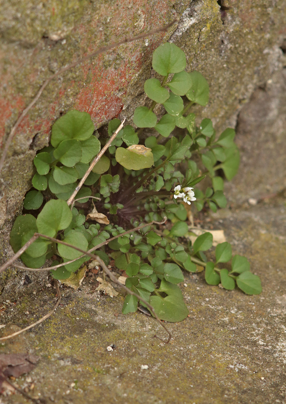 Image of Cardamine hirsuta specimen.