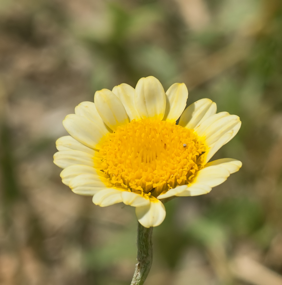 Image of genus Anthemis specimen.